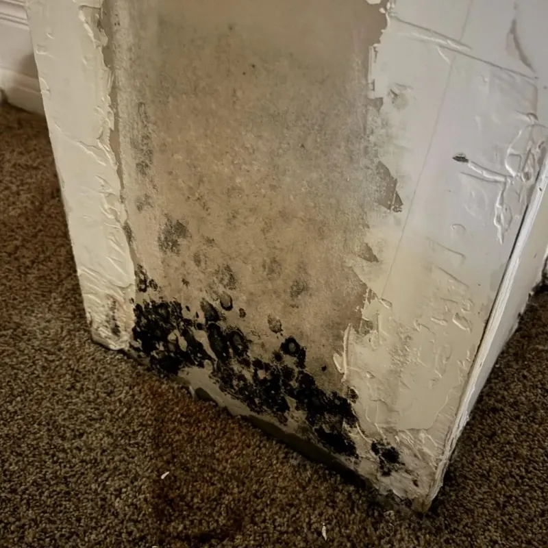 Professional Mold Removal in LaFollette, TN